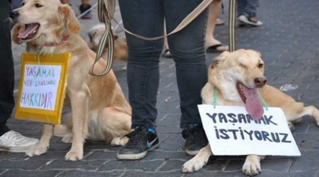 Hatay'da sokak hayvanlarının zehirlendiği iddiasına ilişkin harekete geçildi