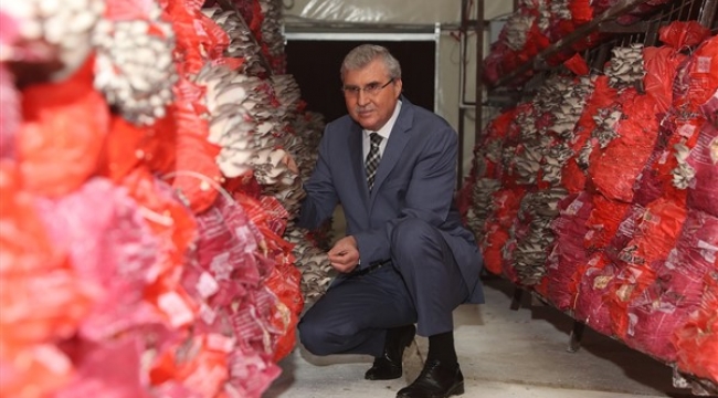 "İstiridye mantarı üretimi hızla devam ediyor"