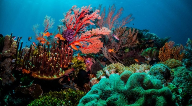 Dünyanın en büyük mercan resifi yok olmanın eşiğinde: Canlılar 'rengini kaybediyor'