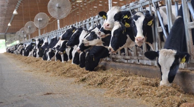  Süt üreticileri iş bırakıyor