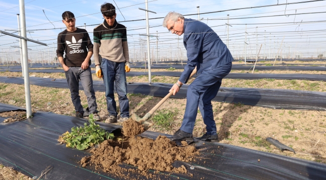 Sakarya Büyükşehir Belediye Başkanı Ekrem Yüce Uygulamalı Tarım Alanında Üzüm Fidesi Dikti.