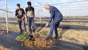 Sakarya Büyükşehir Belediye Başkanı Ekrem Yüce Uygulamalı Tarım Alanında Üzüm Fidesi Dikti.